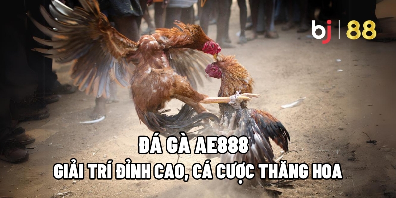 Đá gà AE888
